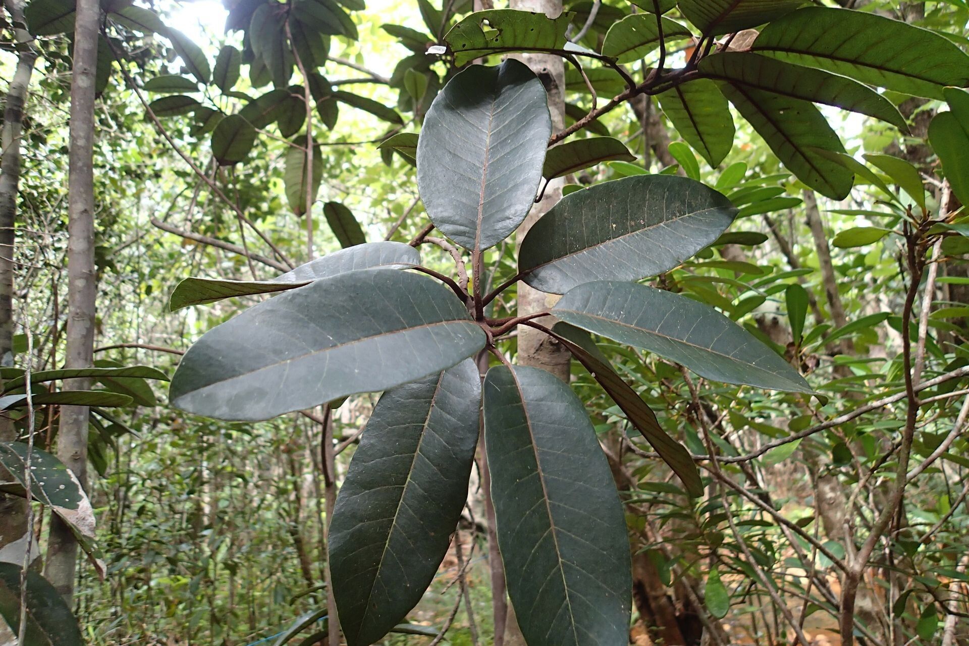 Pichonia daenikeri leaf