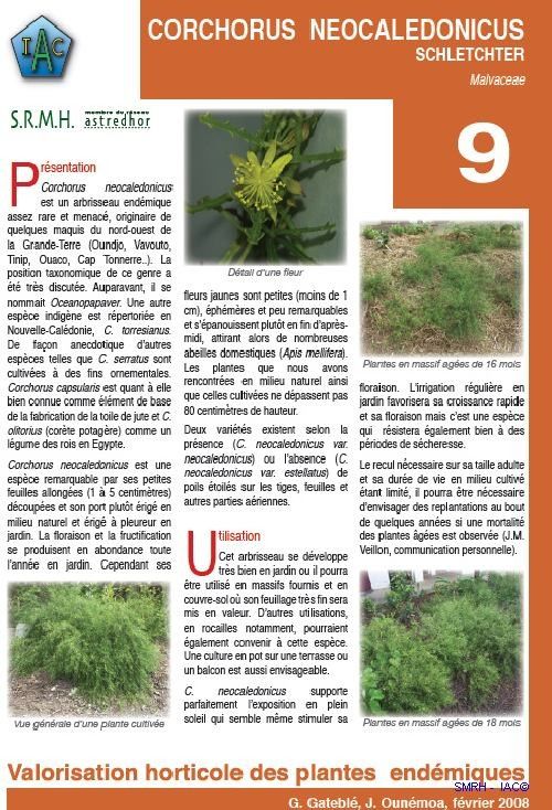 Corchorus neocaledonicus other