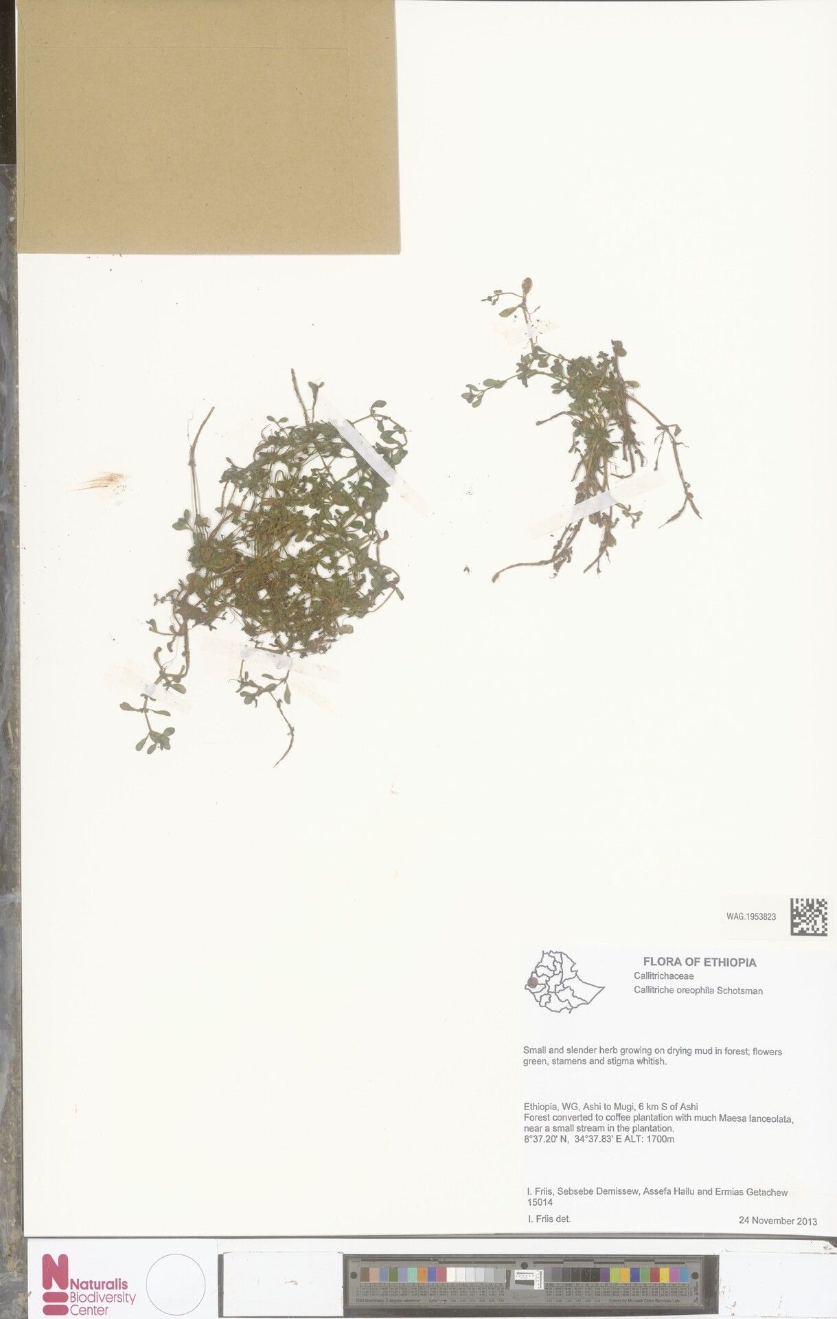 Callitriche oreophila — houseplant care guide