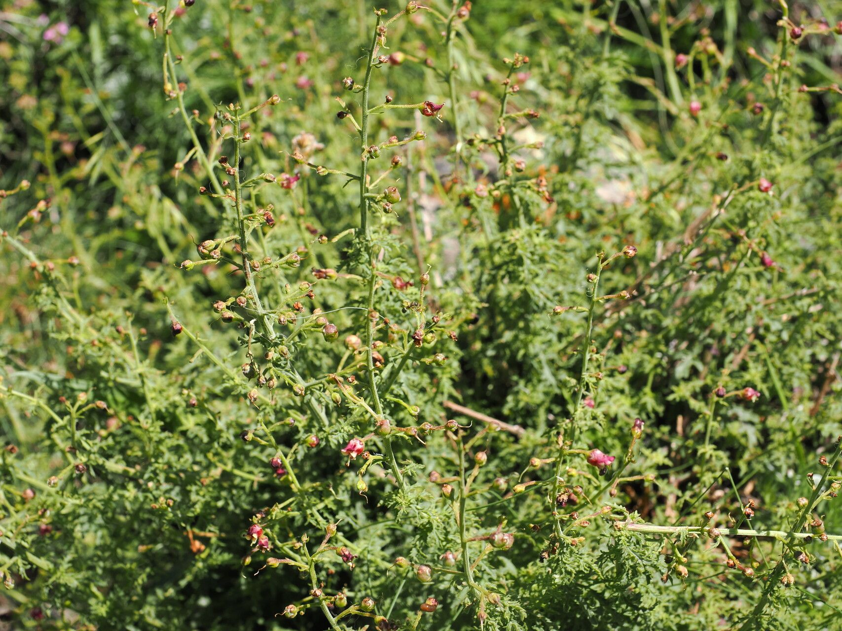 Scrophularia variegata habit