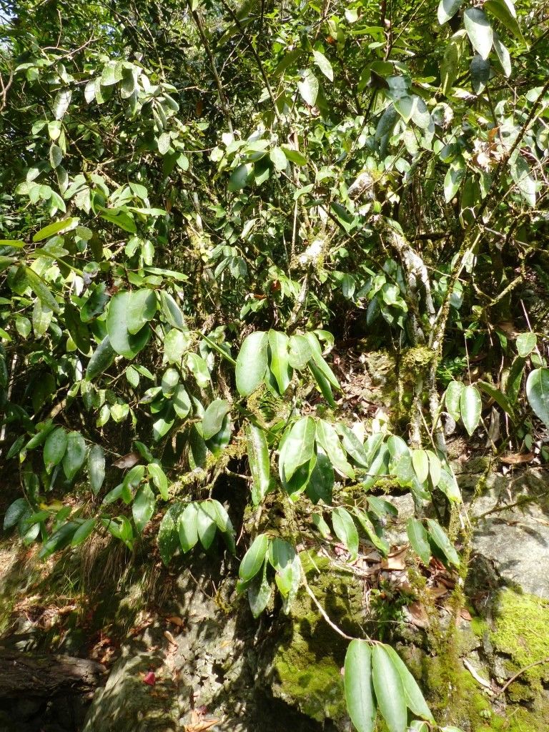Eugenia tiwakaensis habit