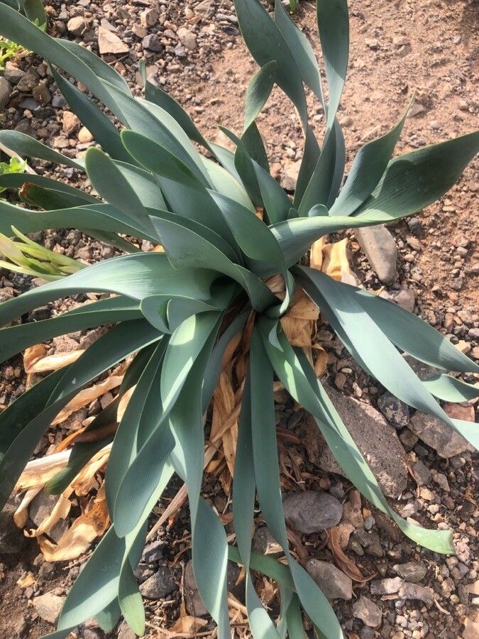 Pancratium canariense
