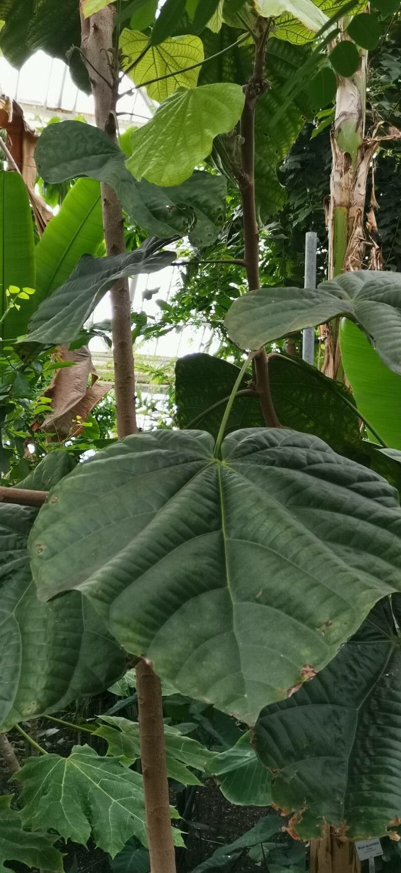 Matisia cordata — houseplant care guide