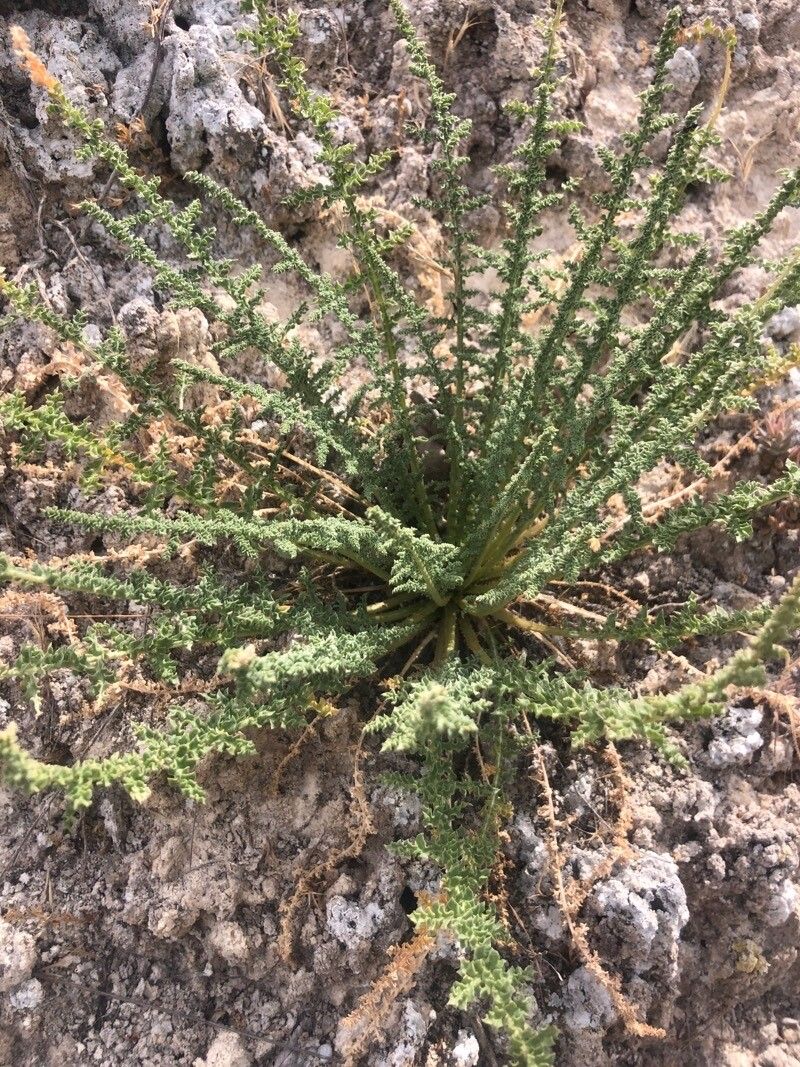 Chenopodium multifidum leaf