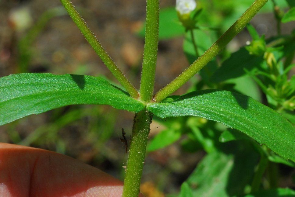 Gratiola neglecta bark