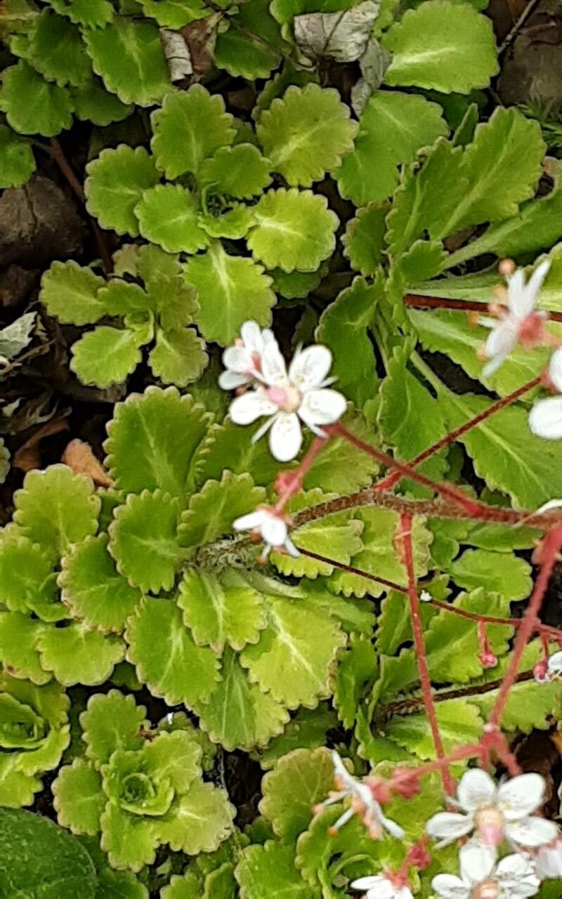 Saxifraga × urbium flower