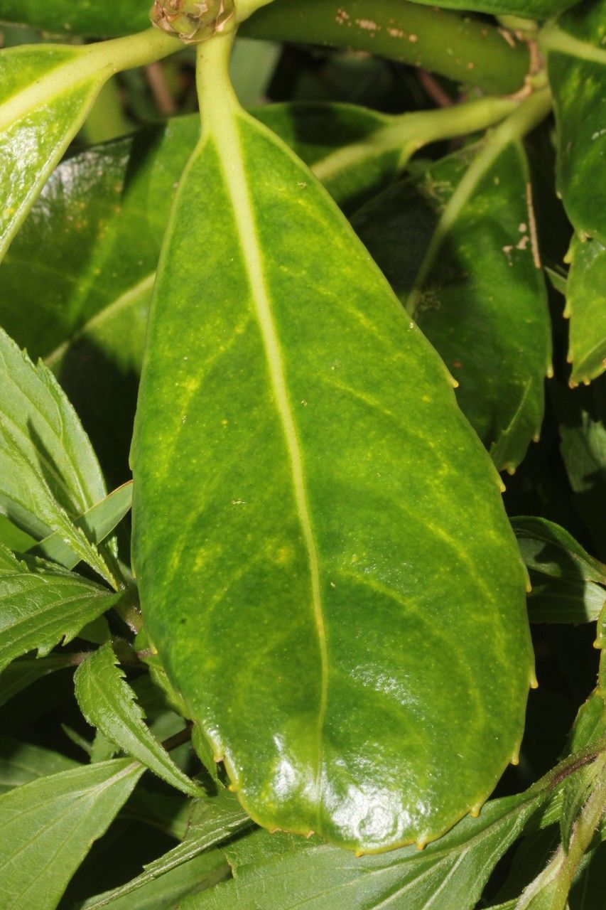 Roussea simplex flower