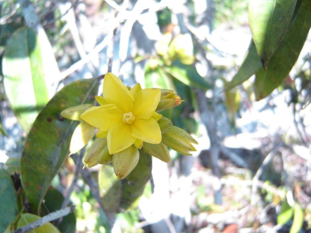 Ouratea spruceana — houseplant care guide