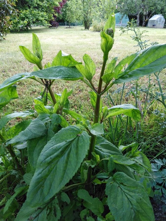 Scrophularia oblongifolia leaf