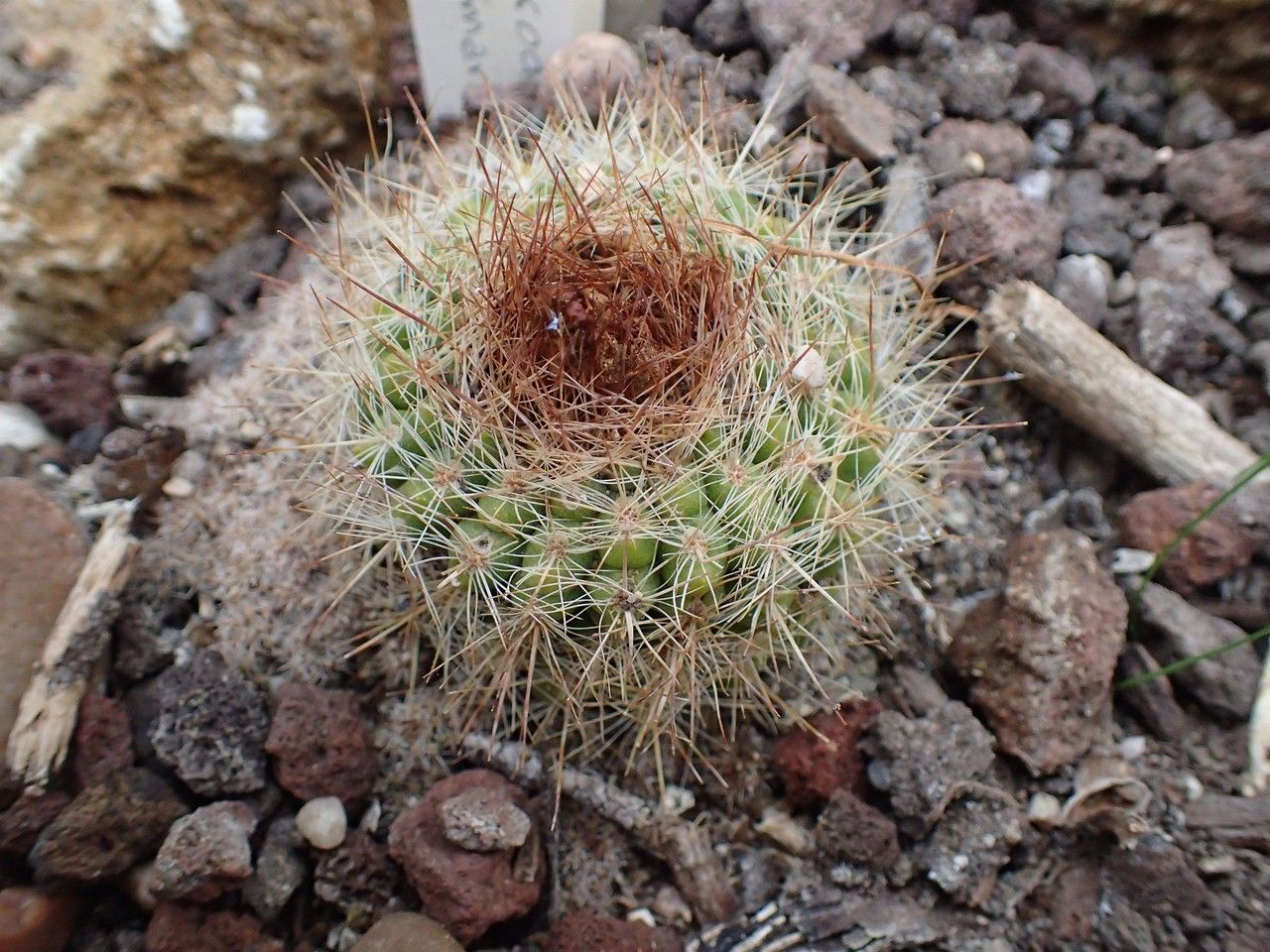 Parodia comarapana habit