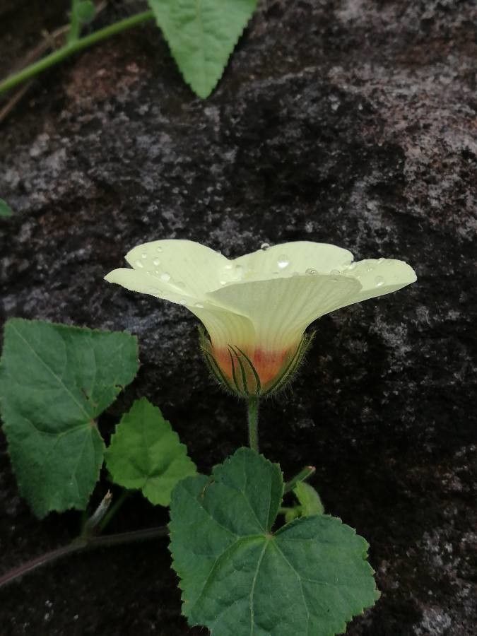 Pavonia cancellata flower