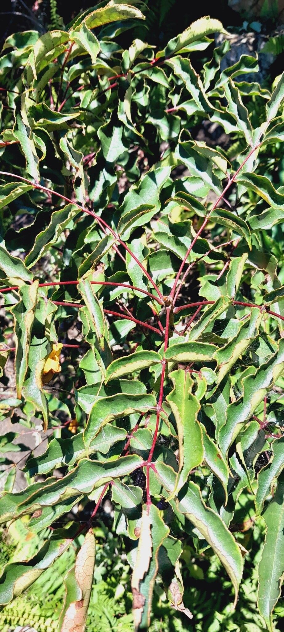 Commiphora fraxinifolia — houseplant care guide