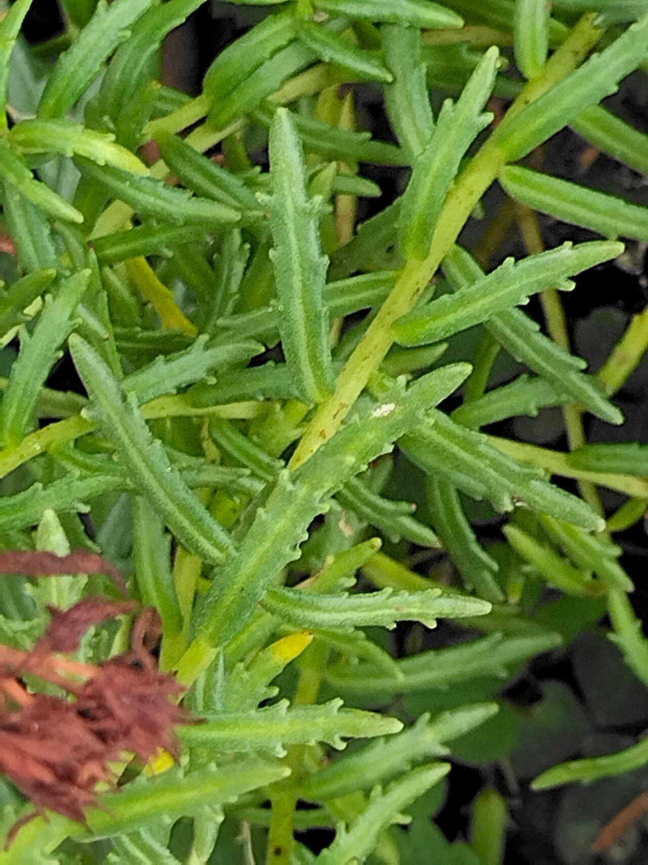 Rhodiola wallichiana bark