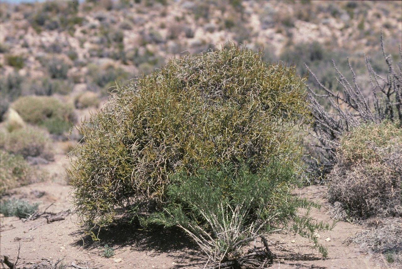 Spegazziniophytum patagonicum habit