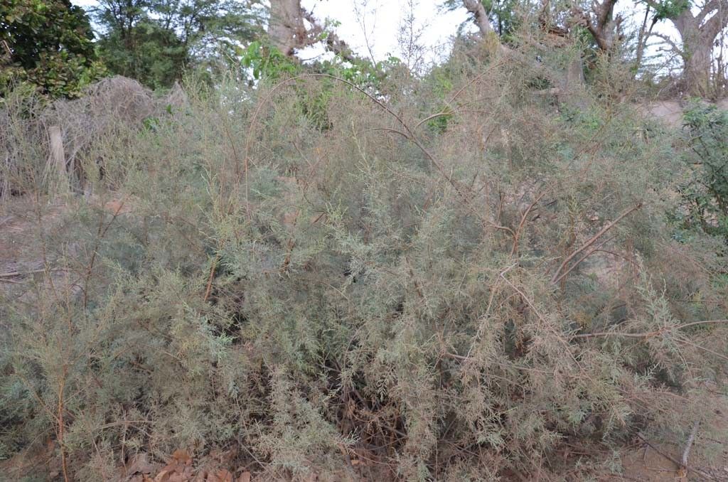 Tamarix senegalensis habit