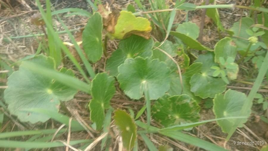 Hydrocotyle incrassata — search result for 'Hydrocotyle'