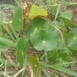 Hydrocotyle incrassata