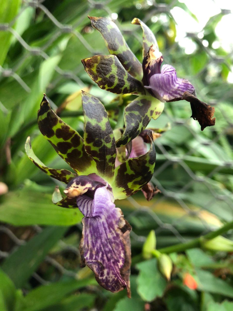 Zygopetalum maculatum flower