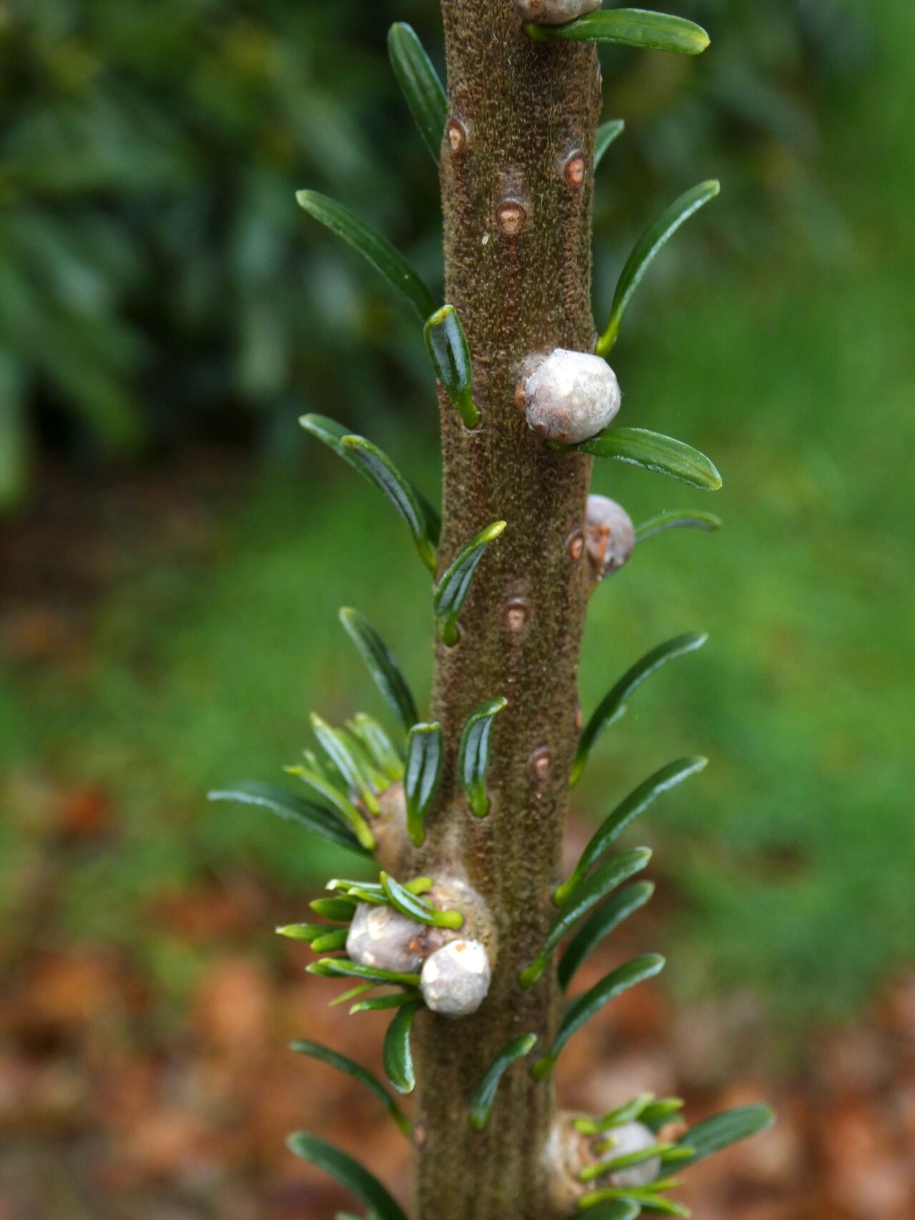 Abies mariesii bark