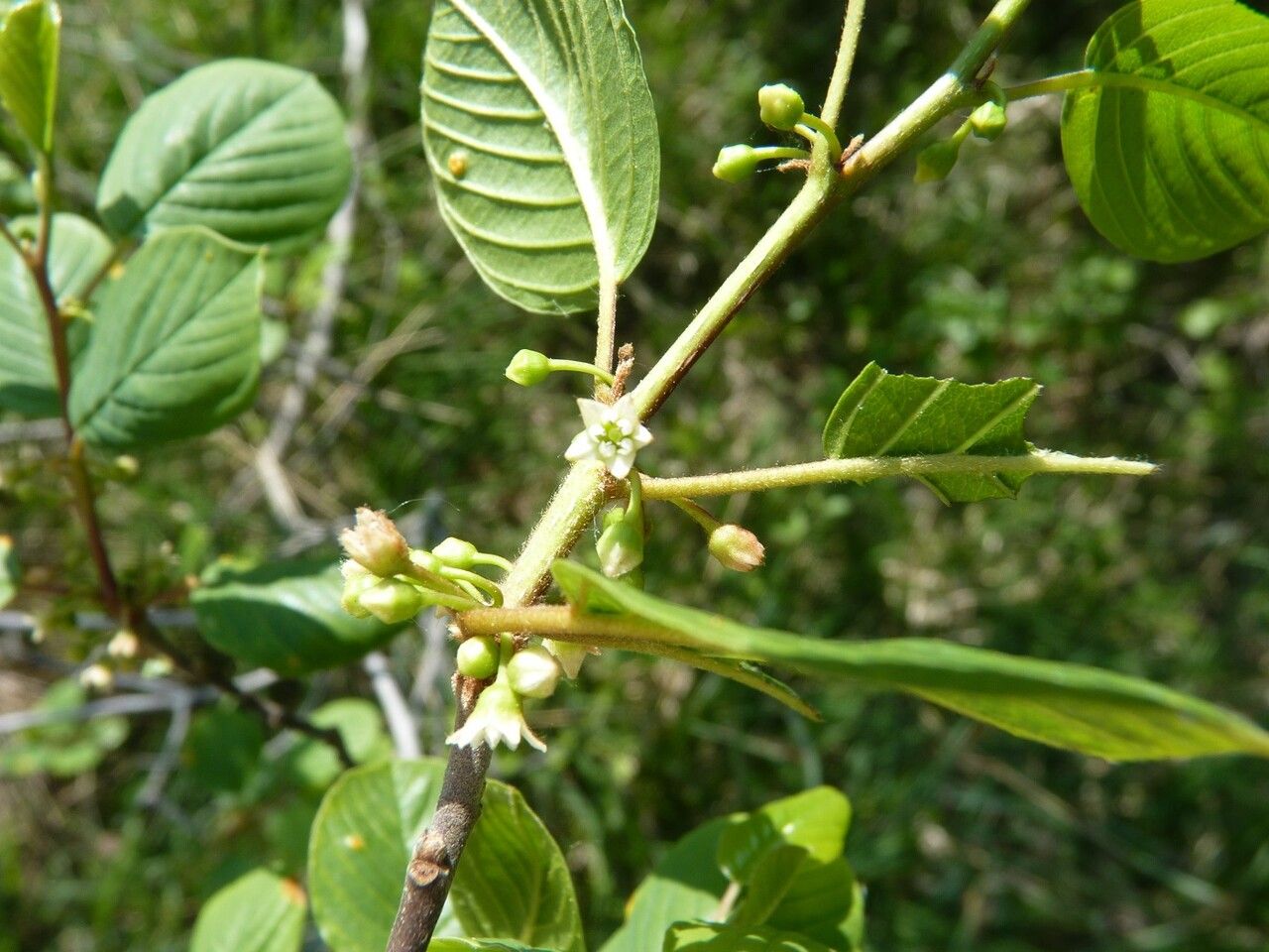 Frangula dodonei flower