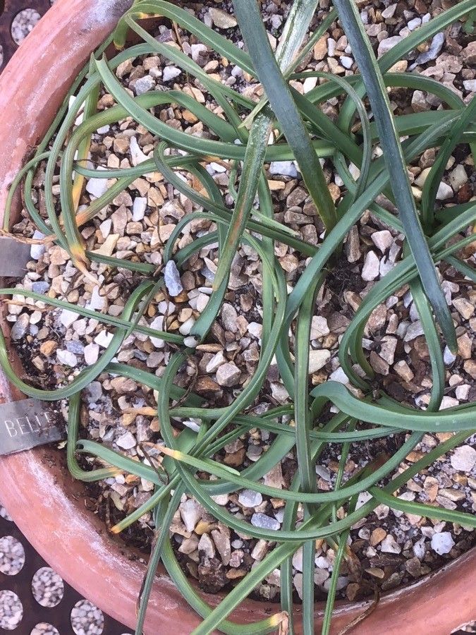 Bellevalia romana — search result for 'Bellevalia'