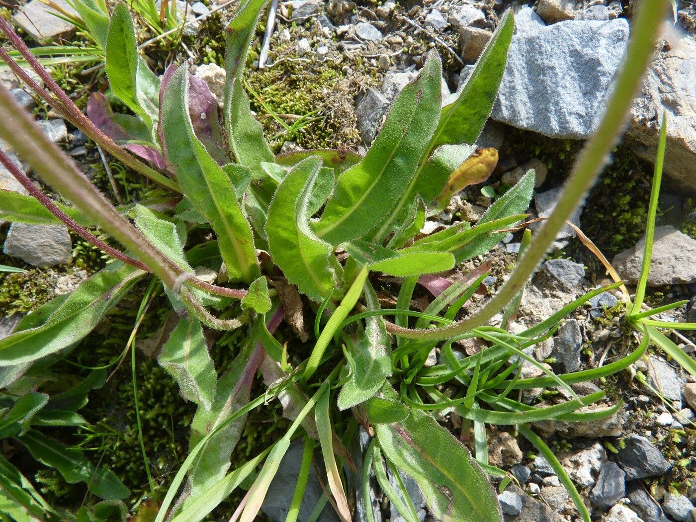 Scorzoneroides montana leaf