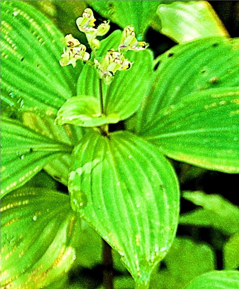 Tinantia macrophylla — related species from the same genus