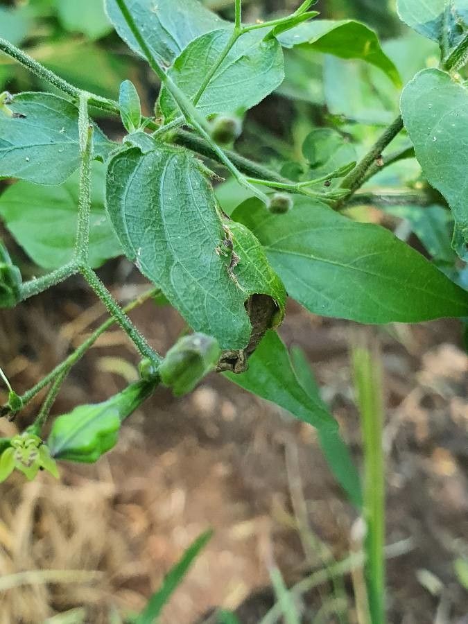 Justicia scandens — search result for 'Justicia'