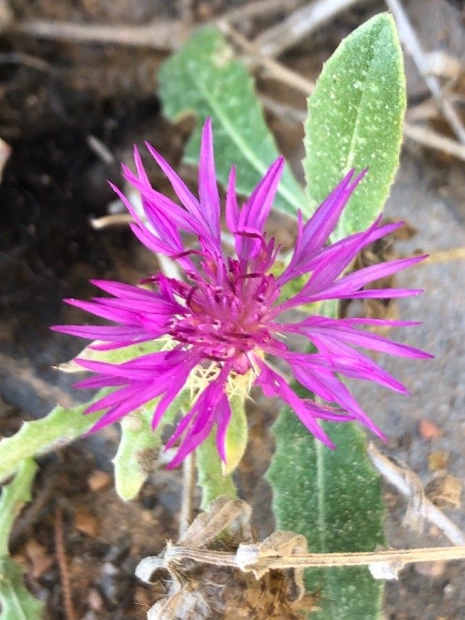 Centaurea sphaerocephala flower