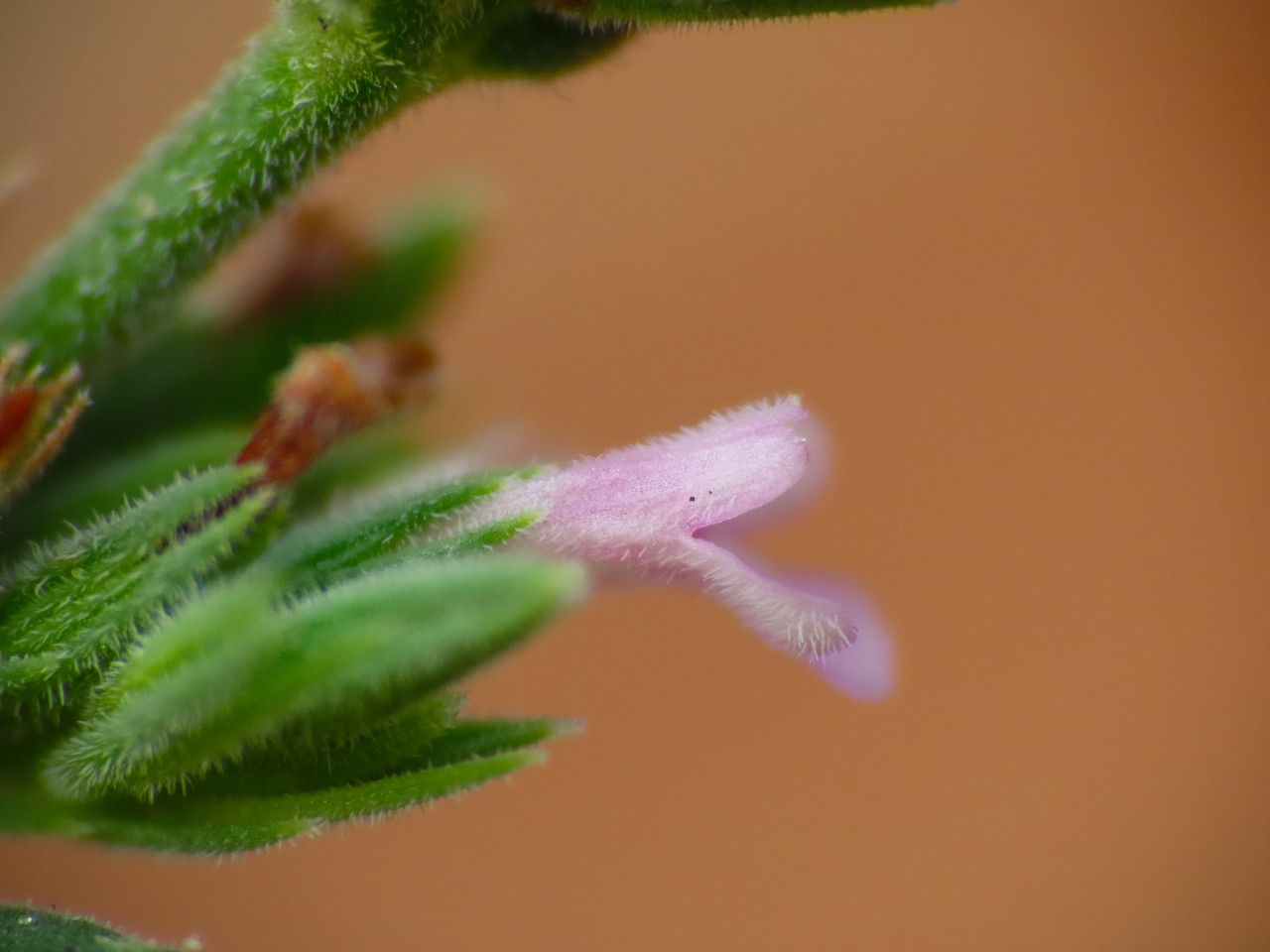 Micromeria juliana flower