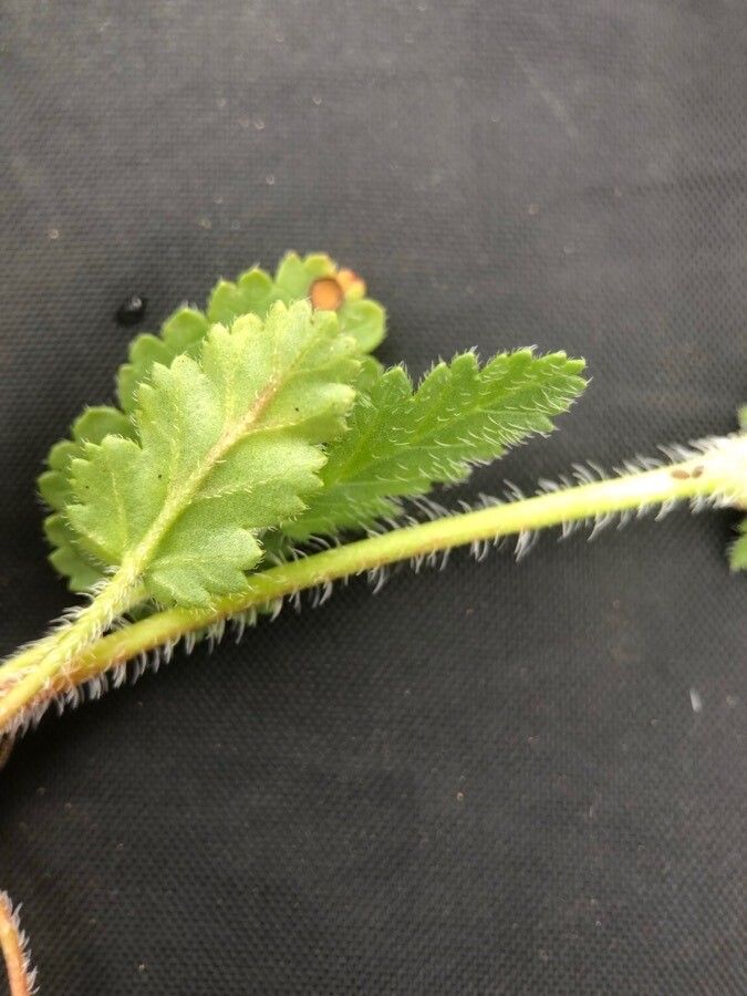 Erodium brachycarpum leaf