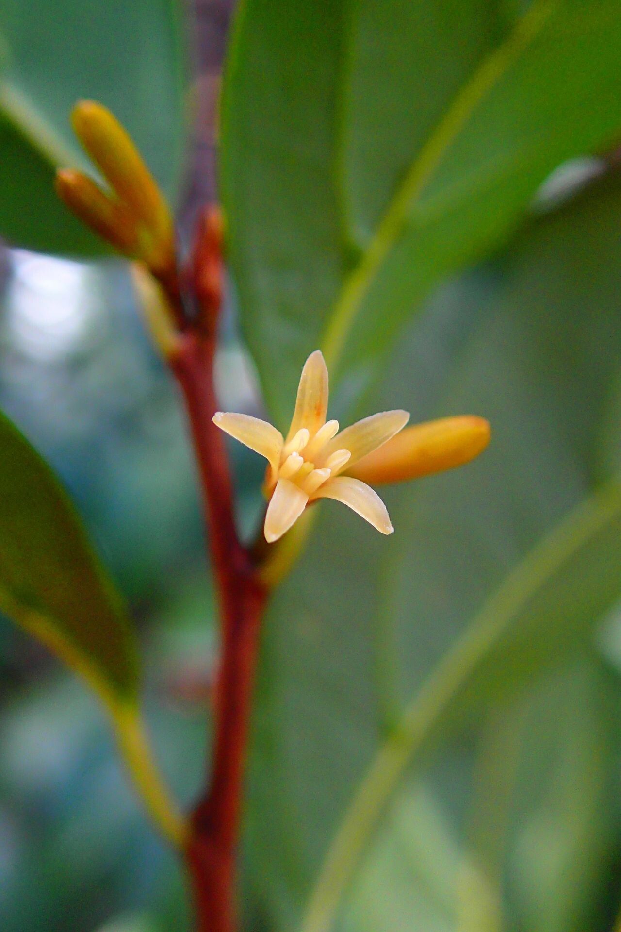 Alangium vitiense flower