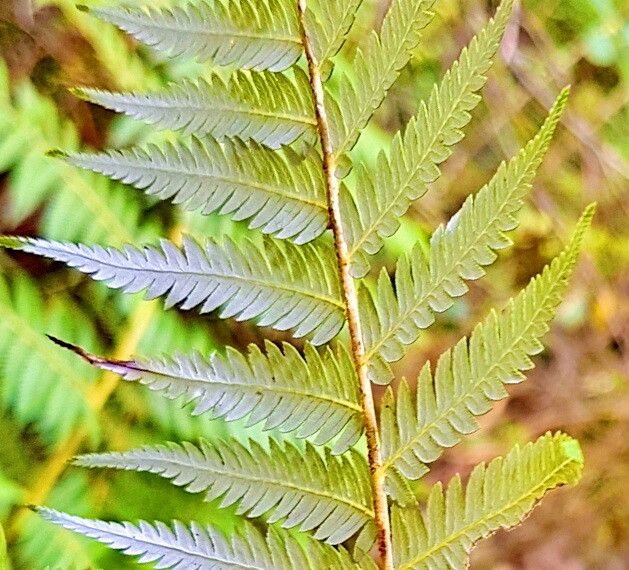 Alsophila tricolor leaf