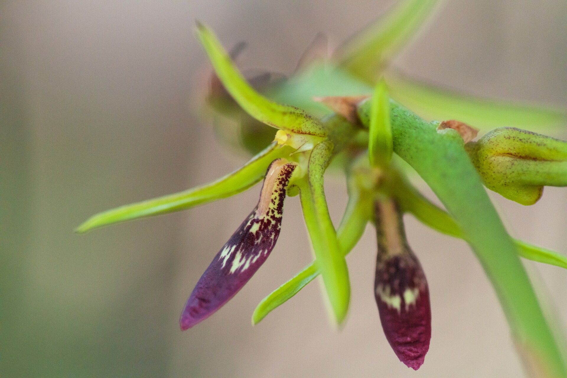 Bulbophyllum cardiobulbum — houseplant care guide