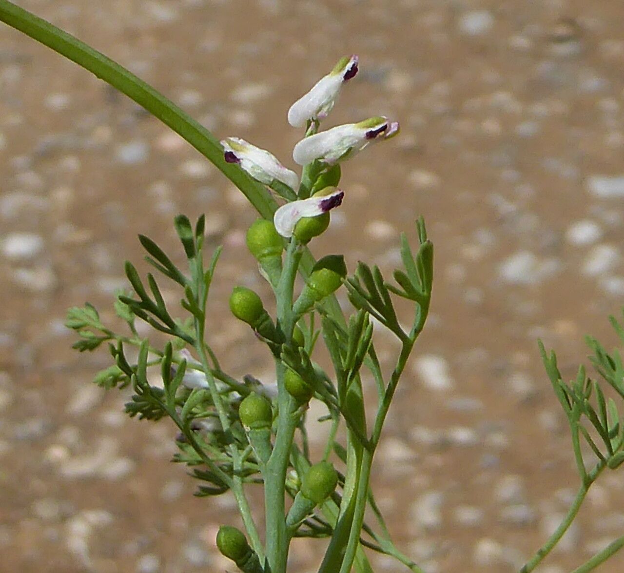 Fumaria parviflora fruit