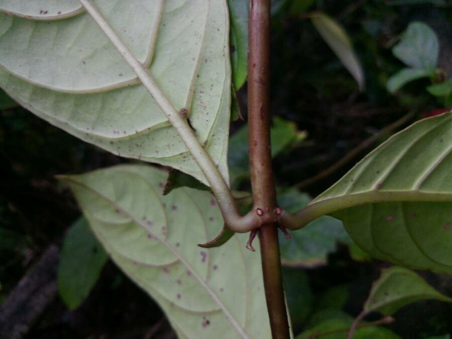 Drymonia coccinea leaf
