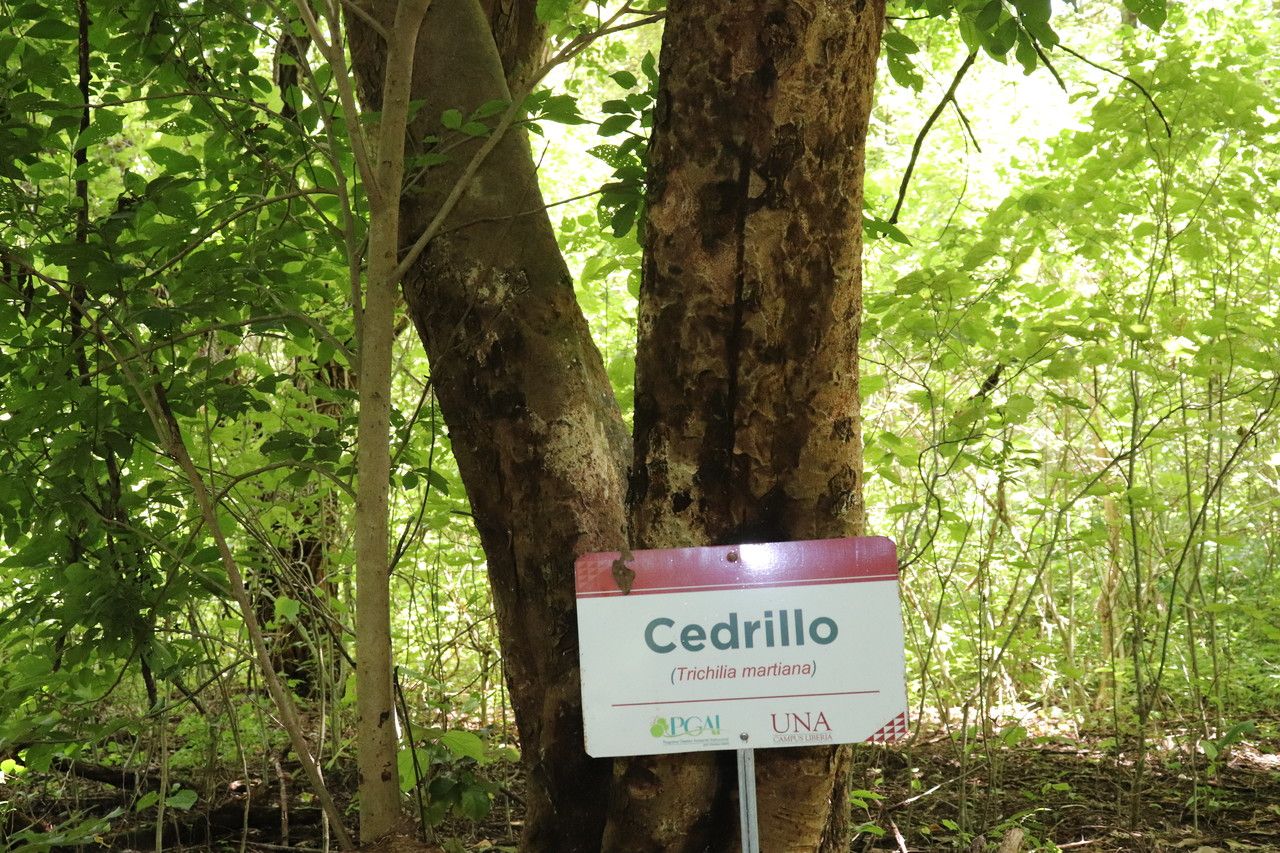 Trichilia martiana bark