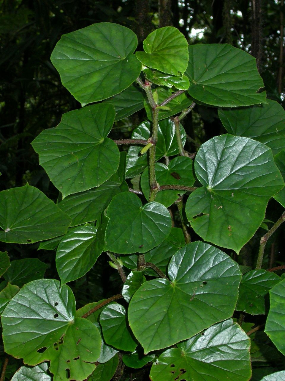 Begonia obliqua habit