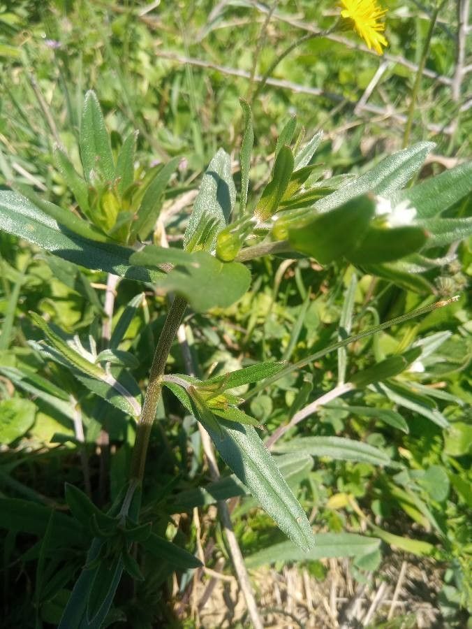 Amsinckia micrantha bark