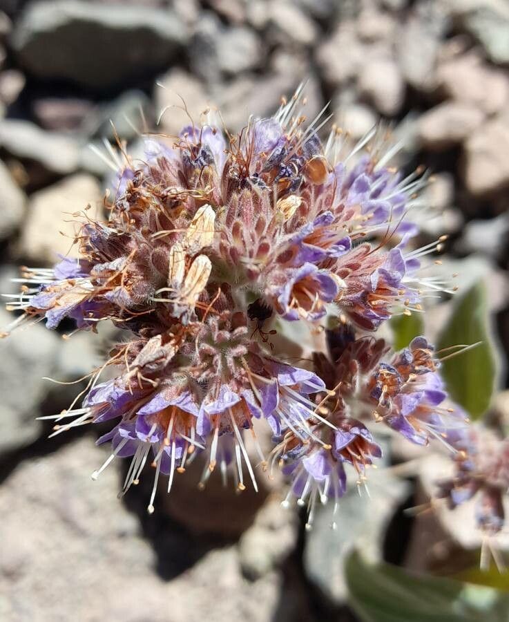 Phacelia secunda flower