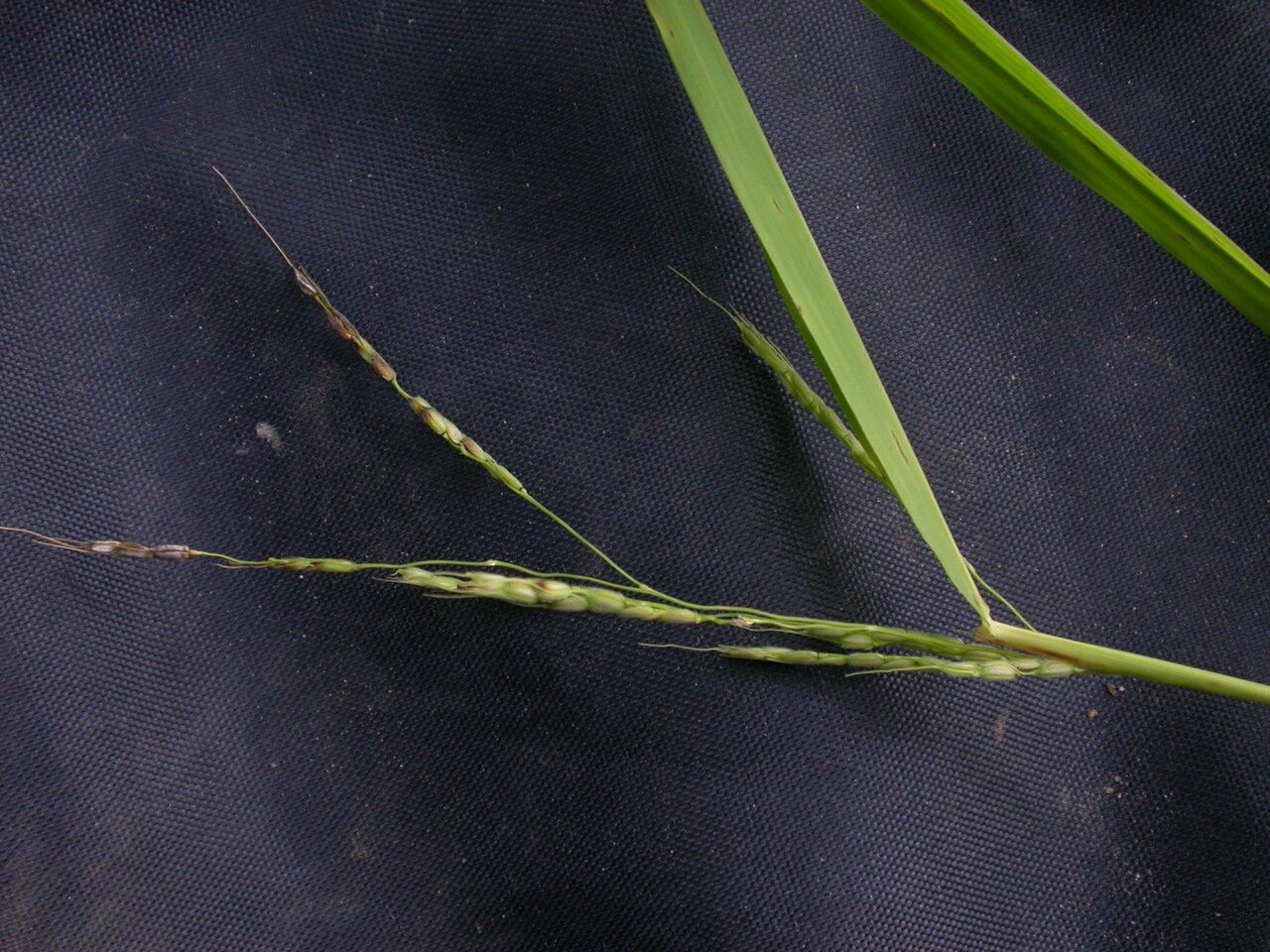 Oryza minuta habit