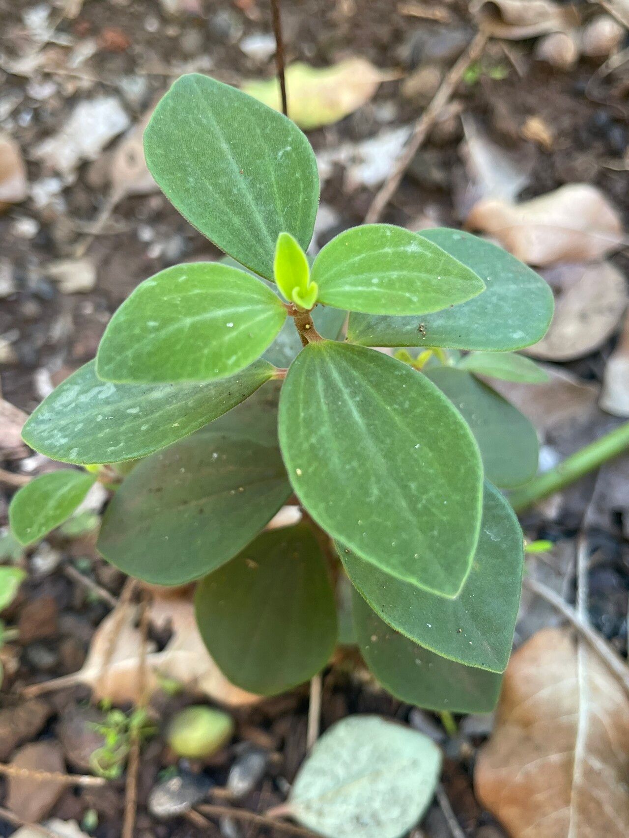 Peperomia leptostachya leaf