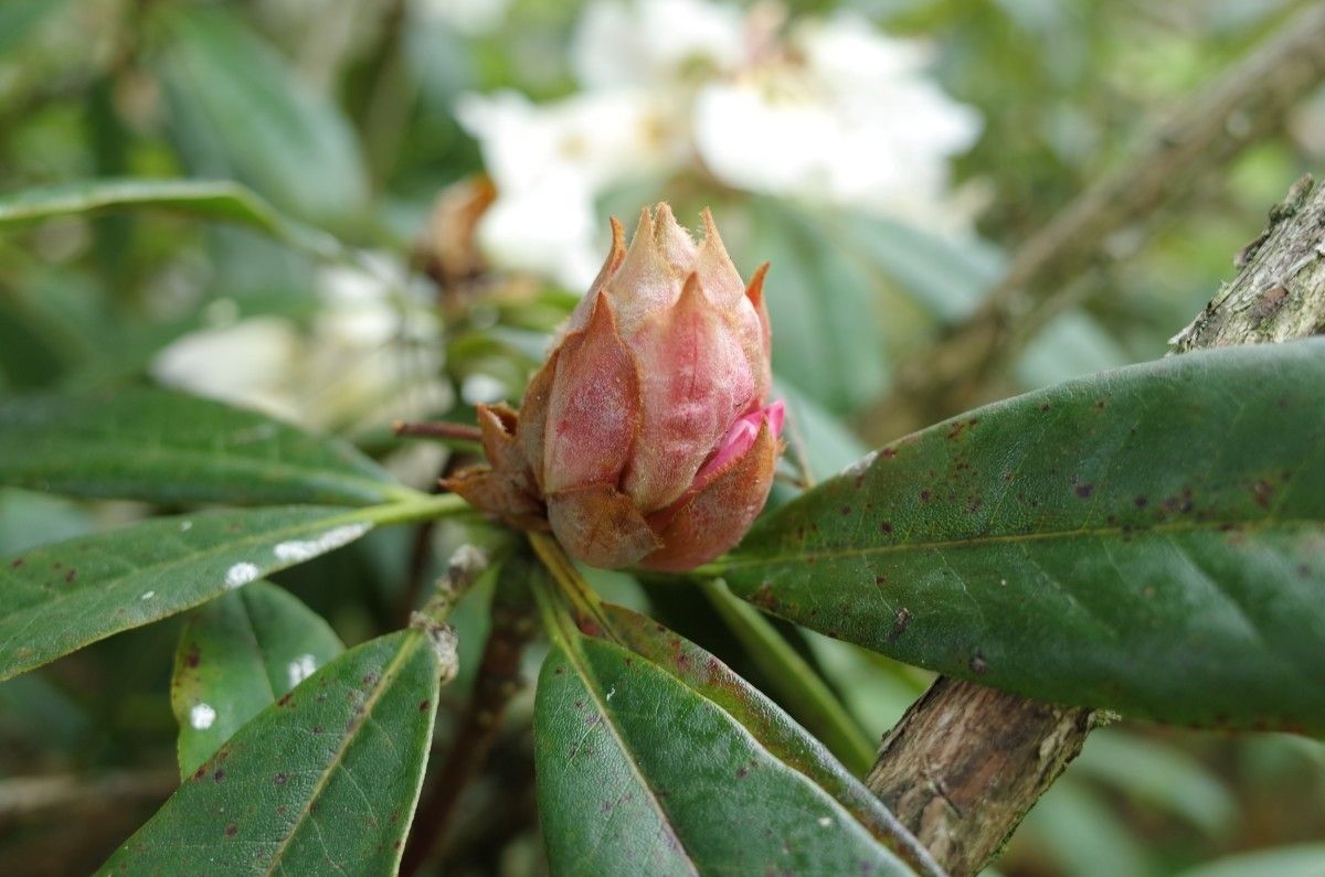 Rhododendron irroratum other
