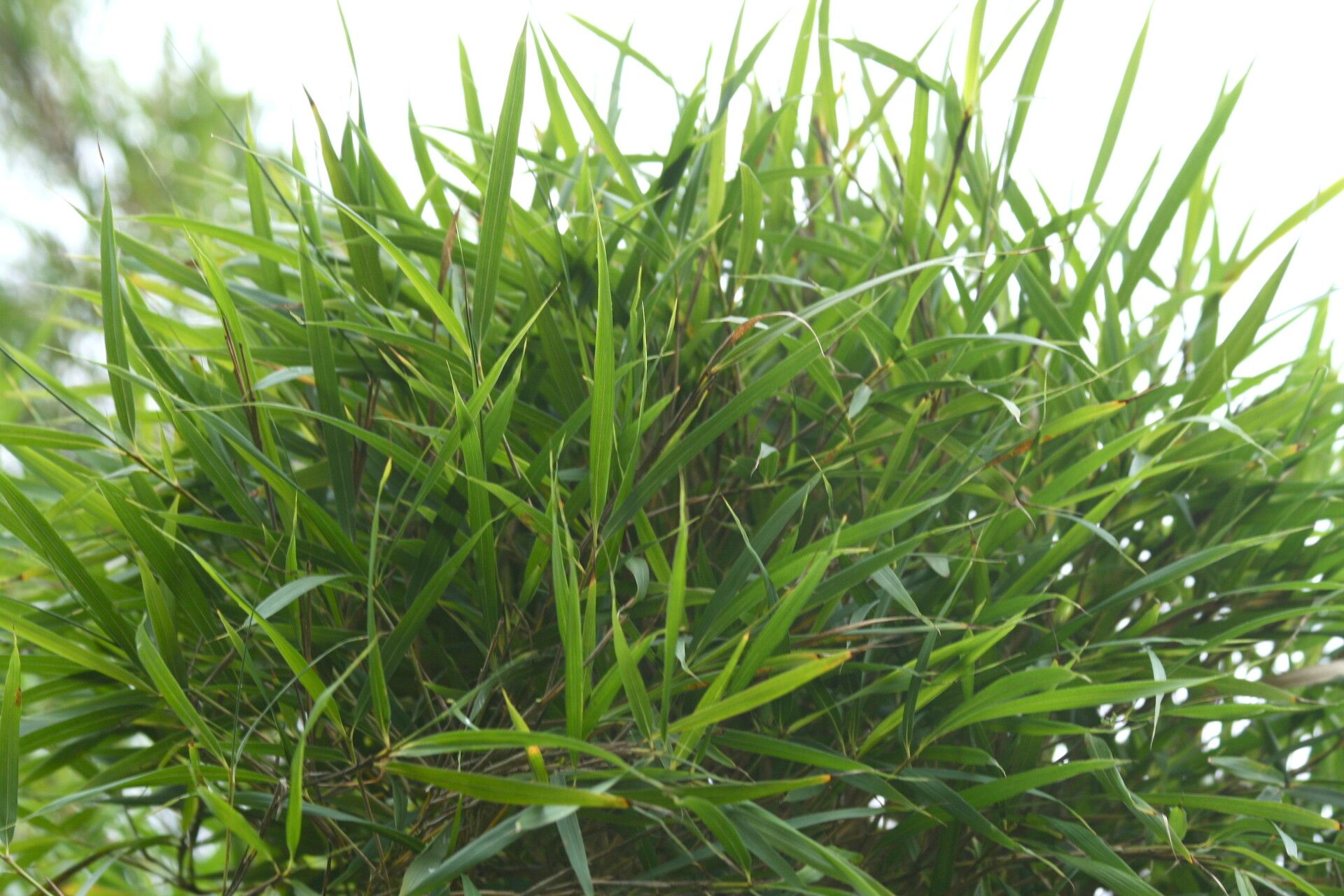 Pleioblastus linearis — related species from the same genus