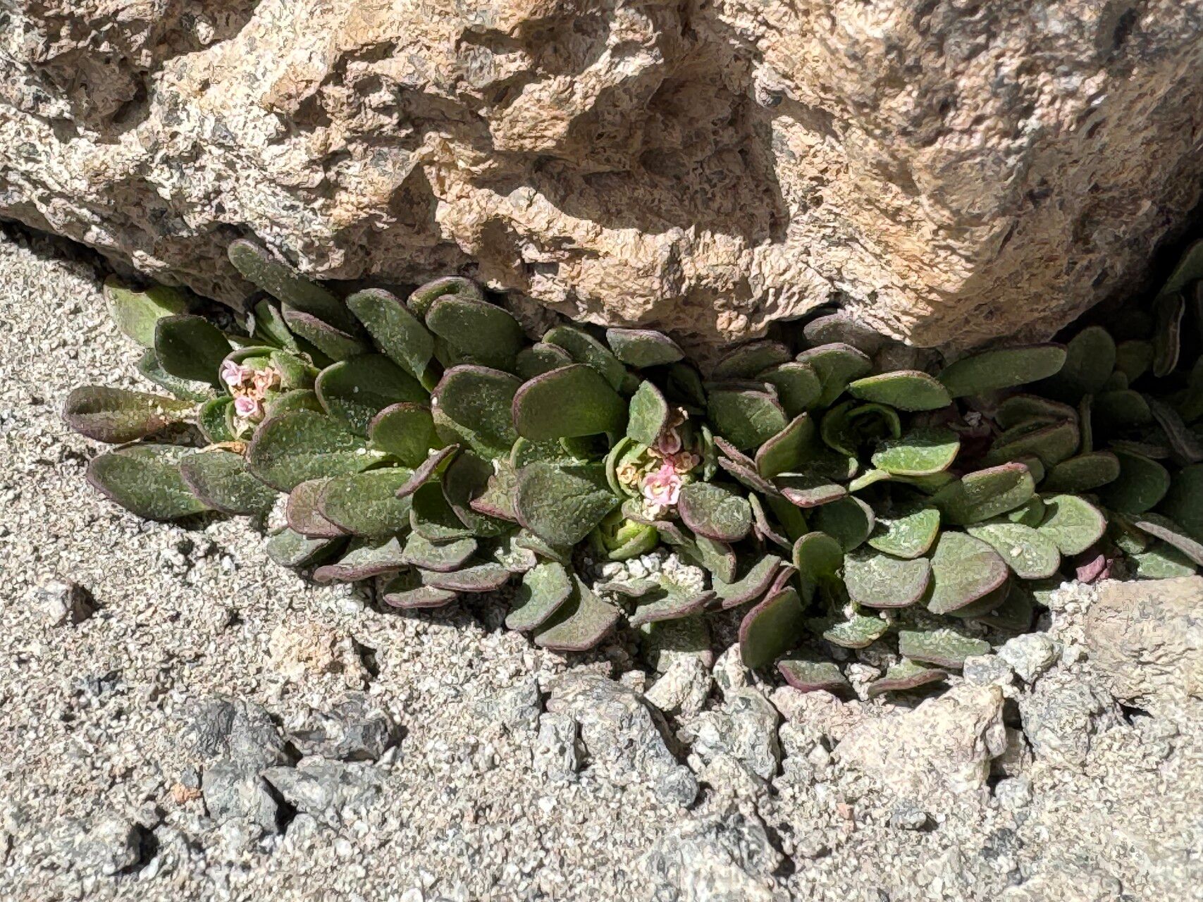 Valeriana paulae habit