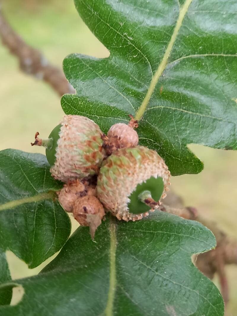 Quercus conferta fruit