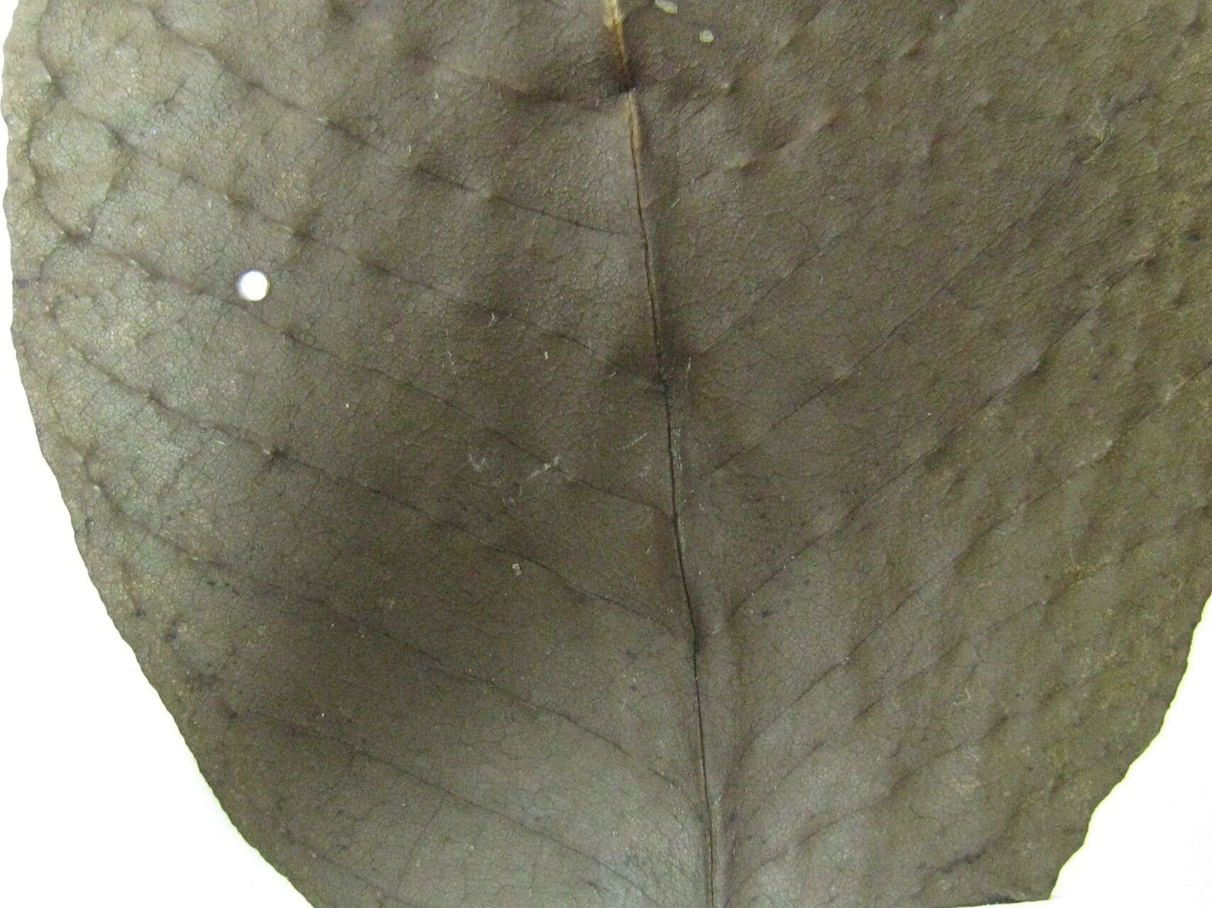 Vitex orinocensis — houseplant care guide