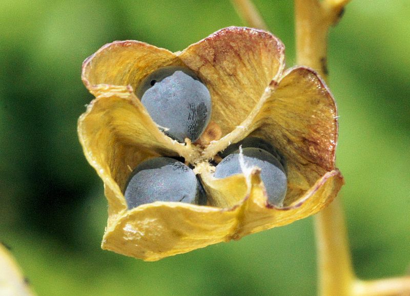 Bellevalia romana fruit