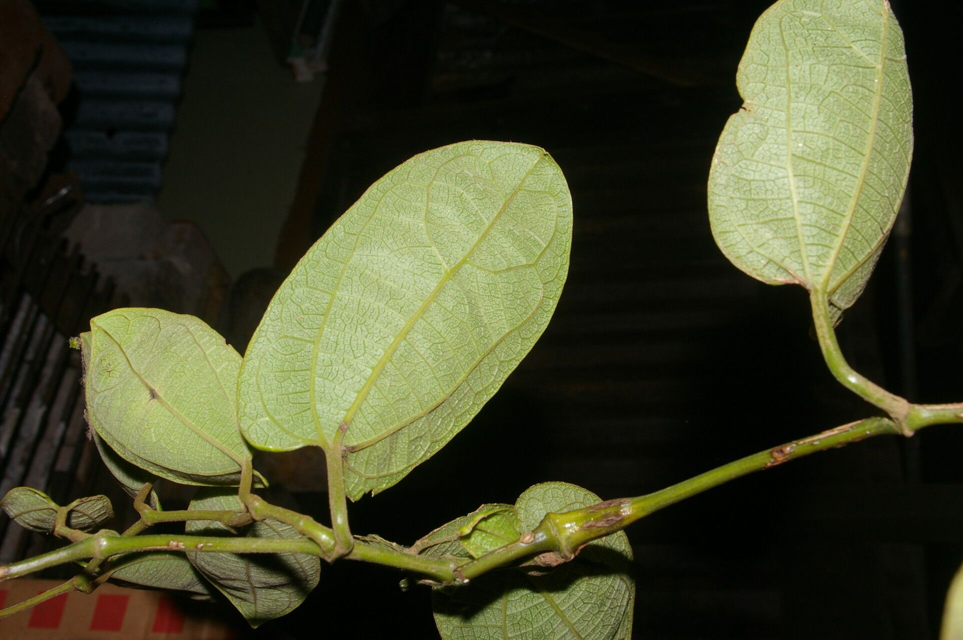Aristolochia tonduzii leaf