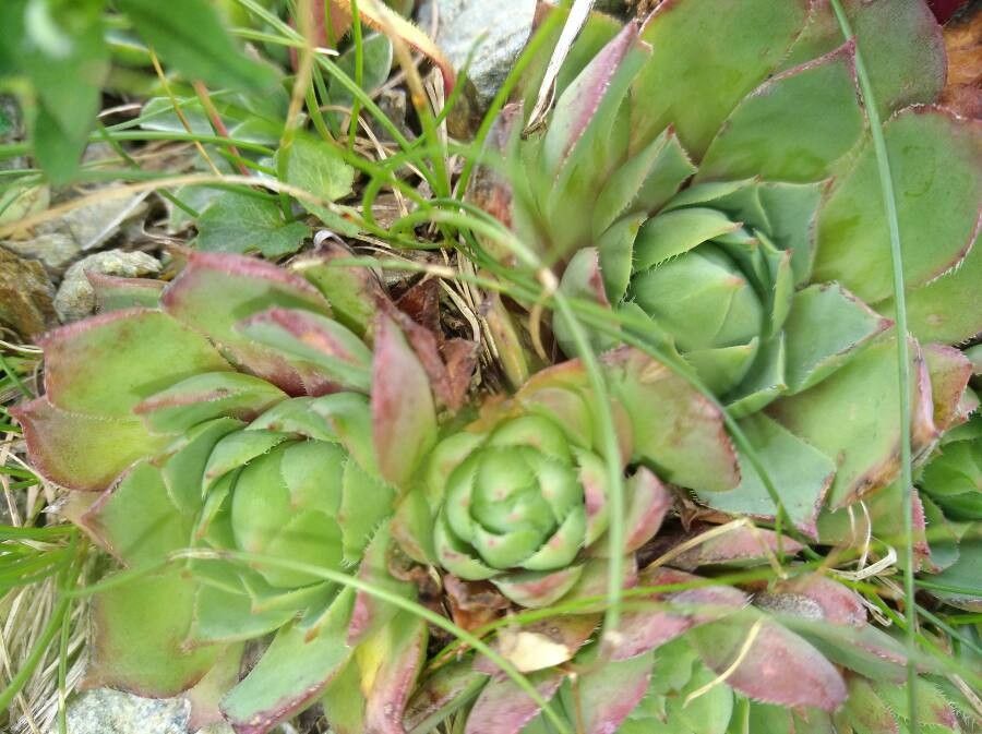 Sempervivum wulfenii — search result for 'Sempervivum'